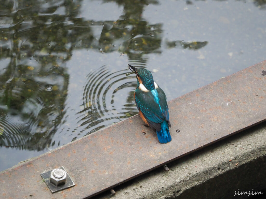 カワセミ幼鳥