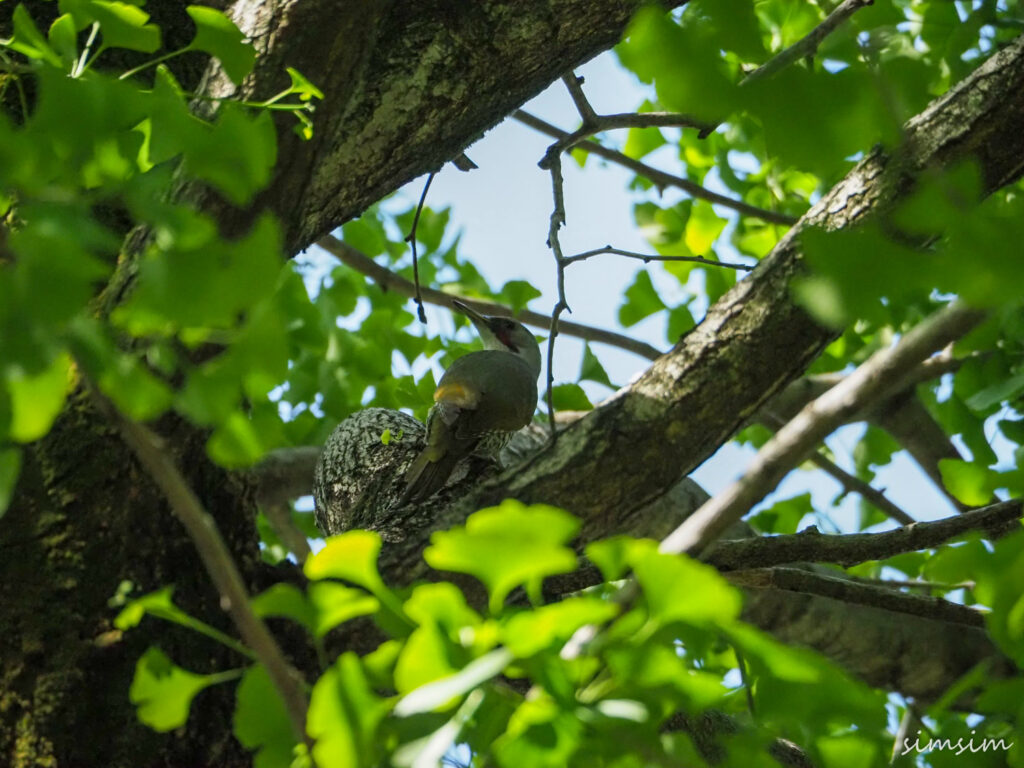 近所のアオゲラ