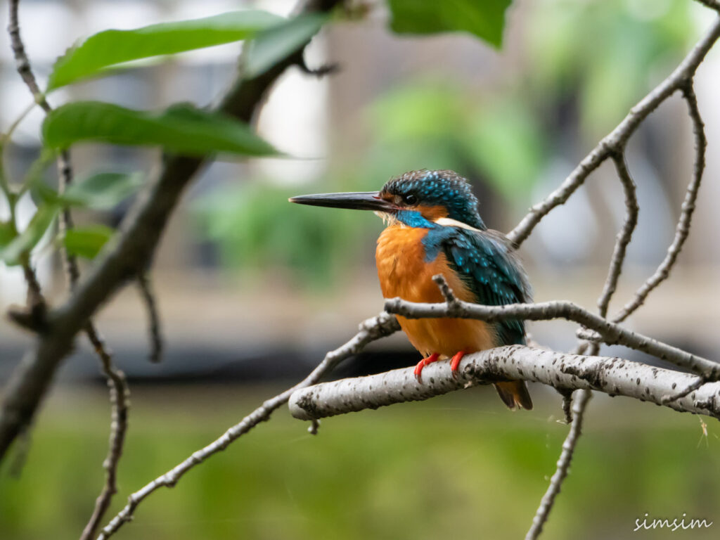 近所のカワセミ親子