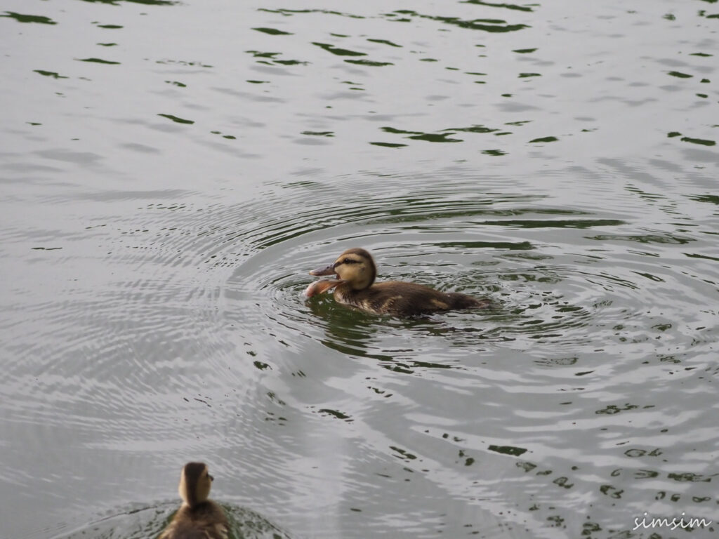 カルガモ親子