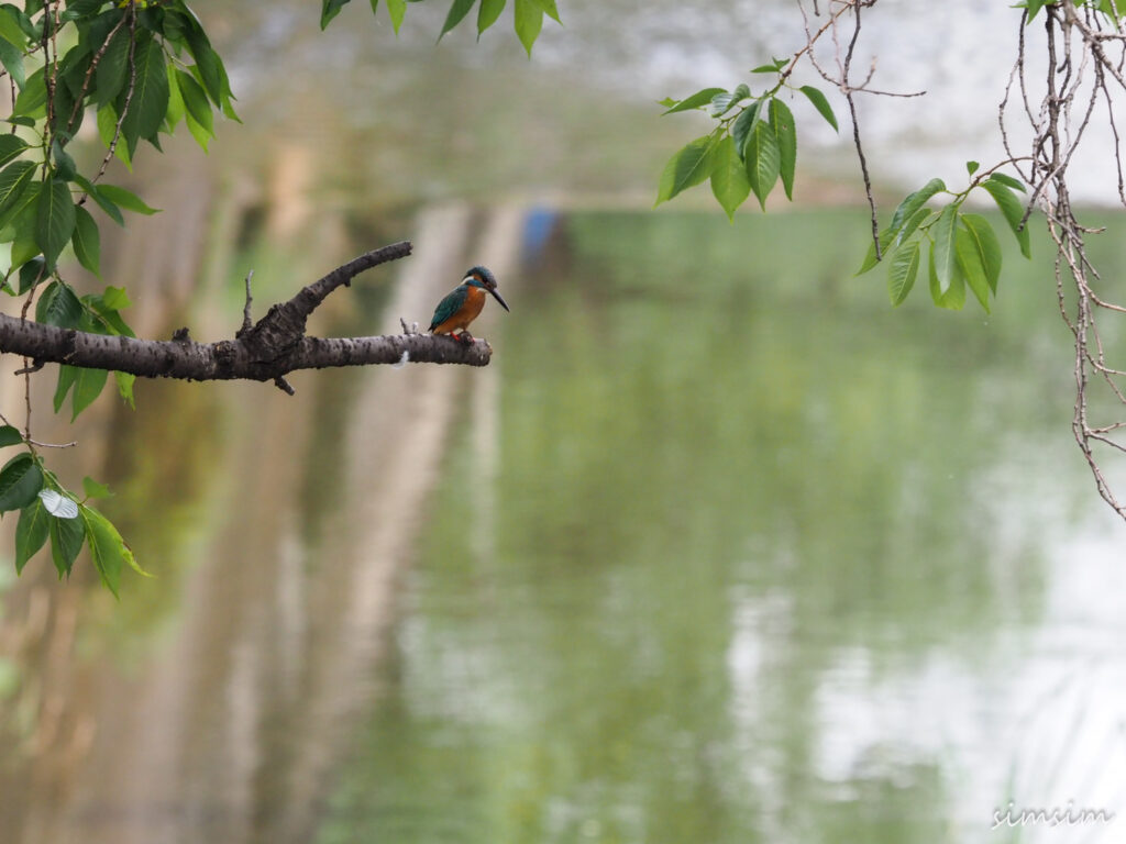 カワセミ