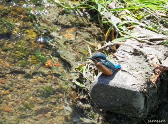 近所のカワセミ