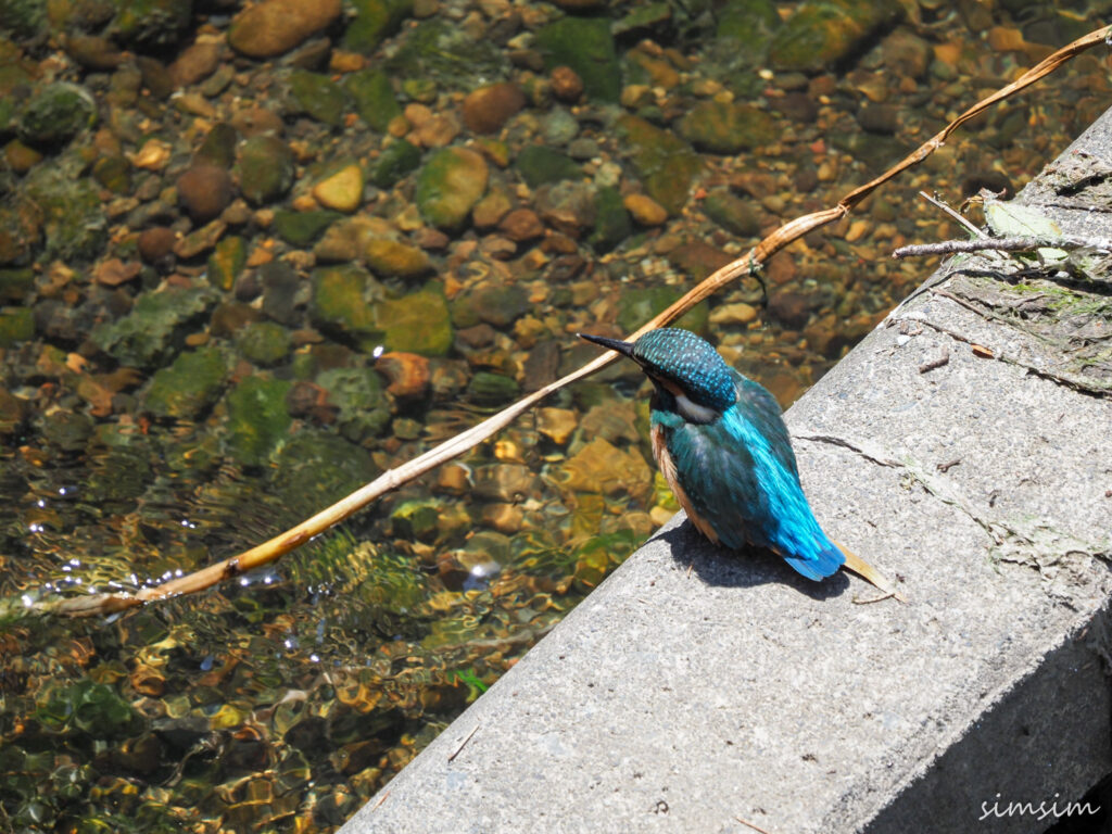 近所のカワセミ