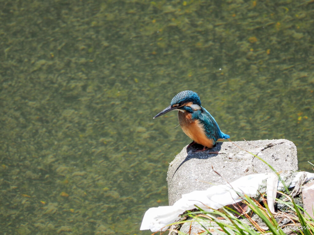 近所のカワセミ