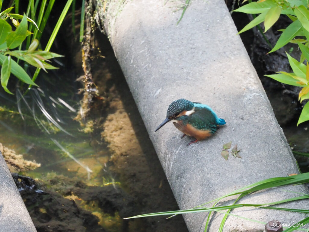 近所のカワセミ