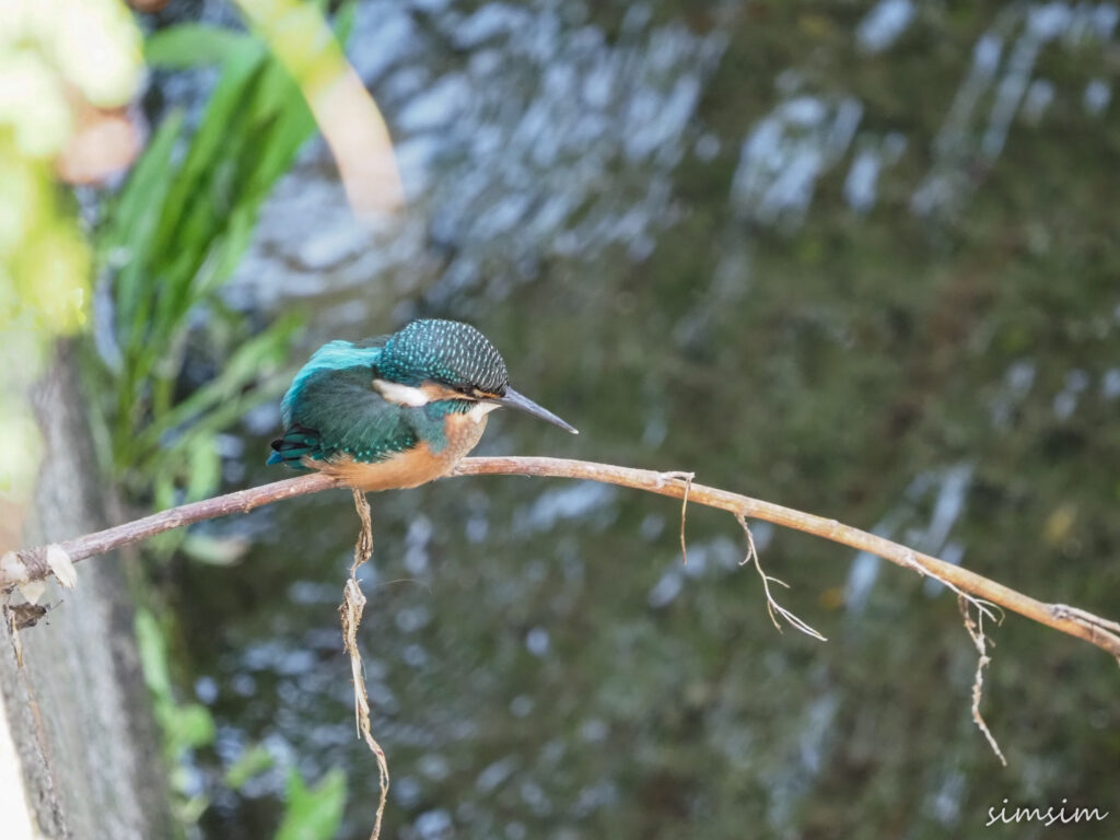 近所のカワセミ