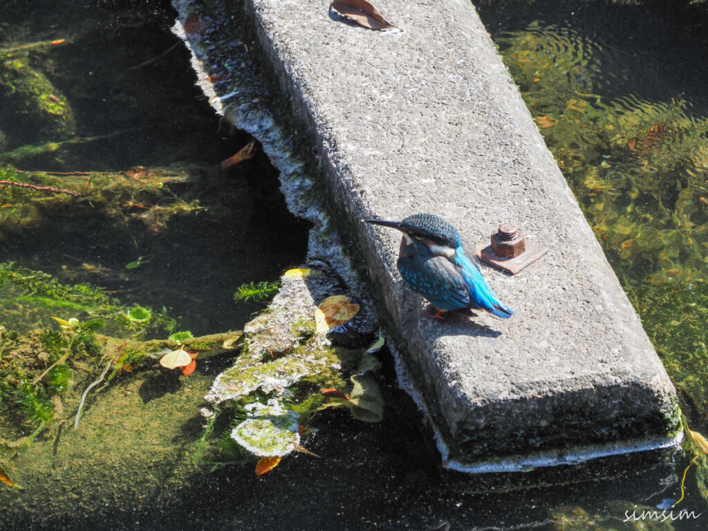 近所のカワセミ
