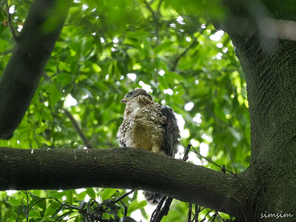 オオタカ幼鳥