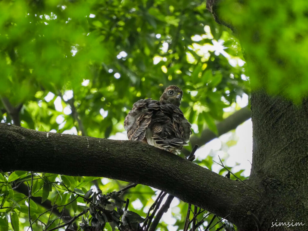 オオタカ幼鳥