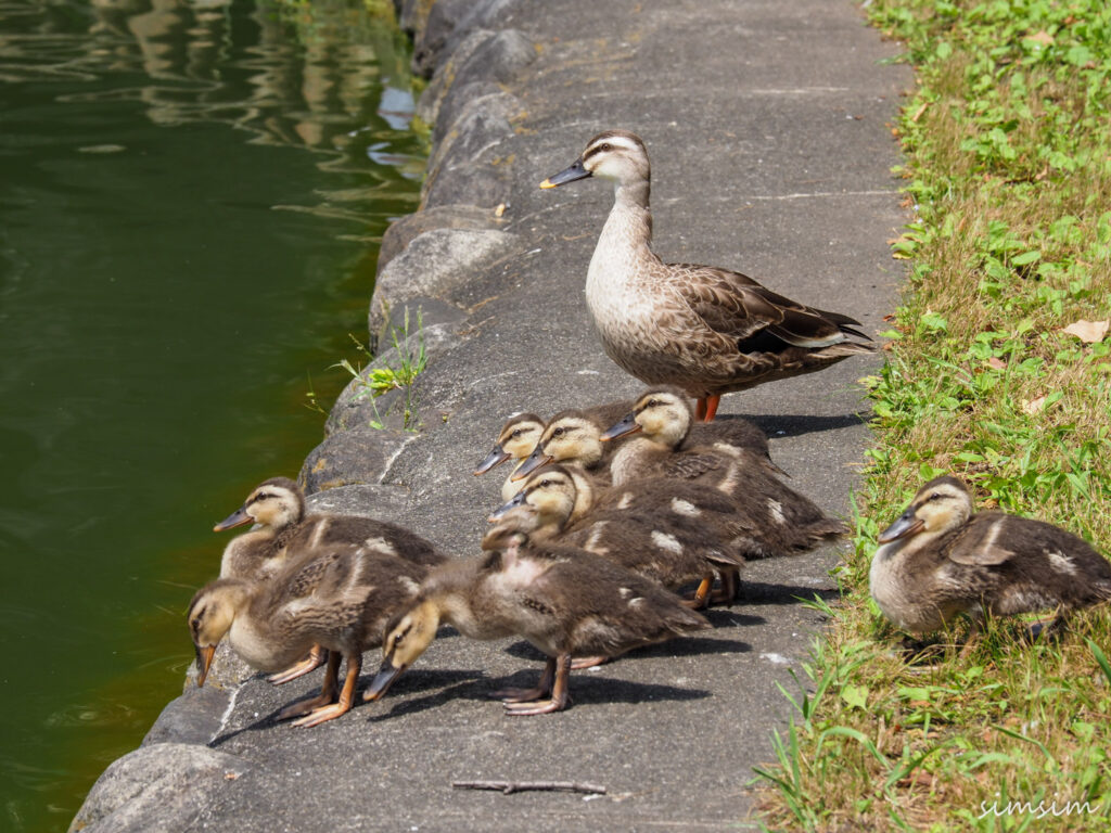 カルガモ親子