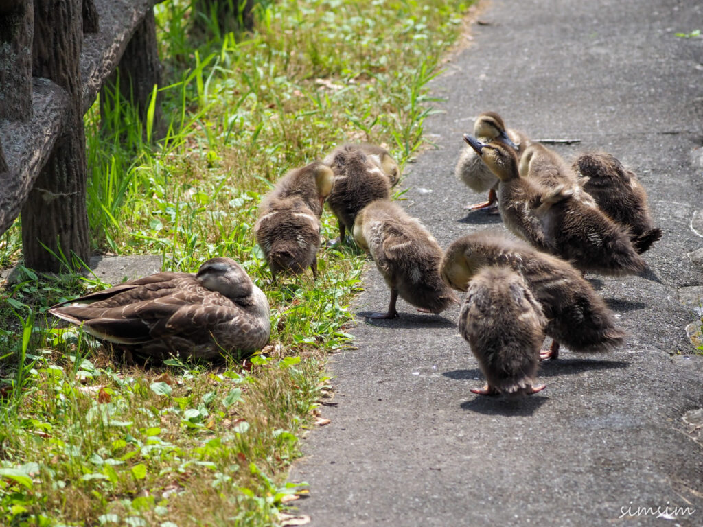 カルガモ親子