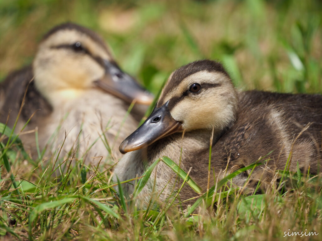 カルガモ親子