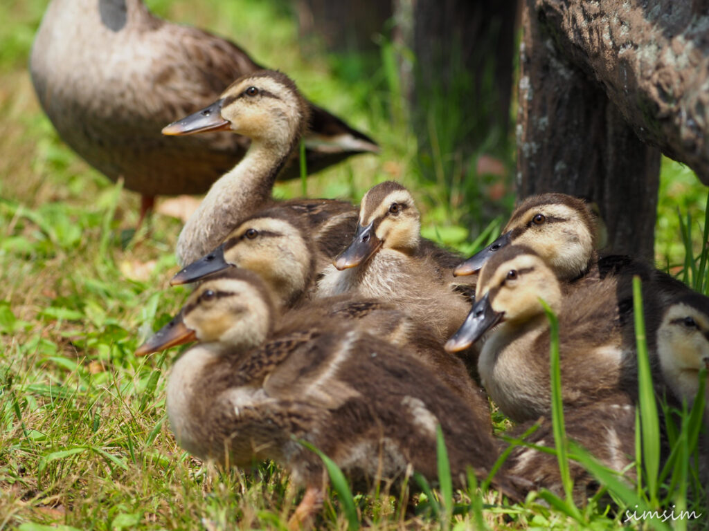 カルガモ親子