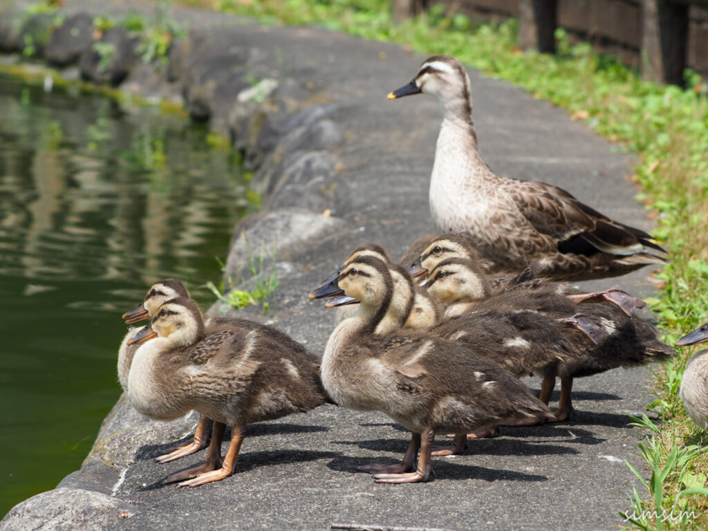 カルガモ親子