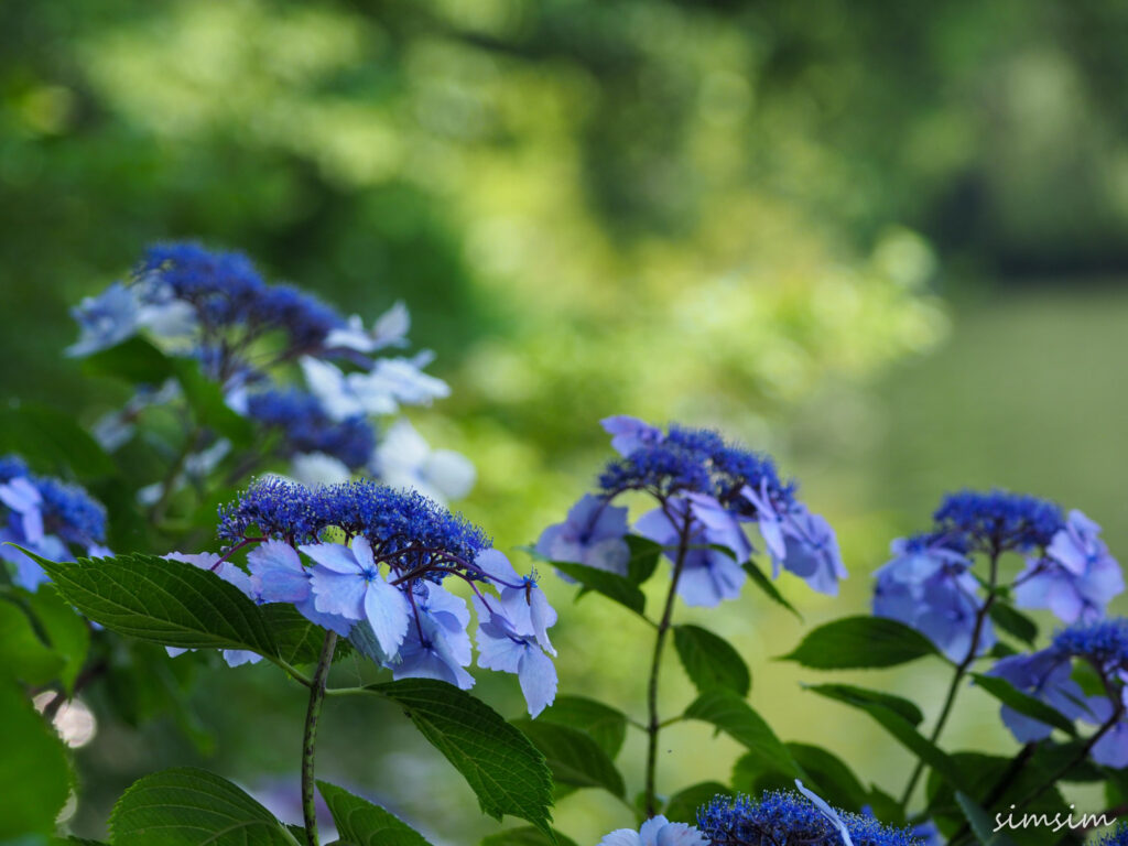 紫陽花