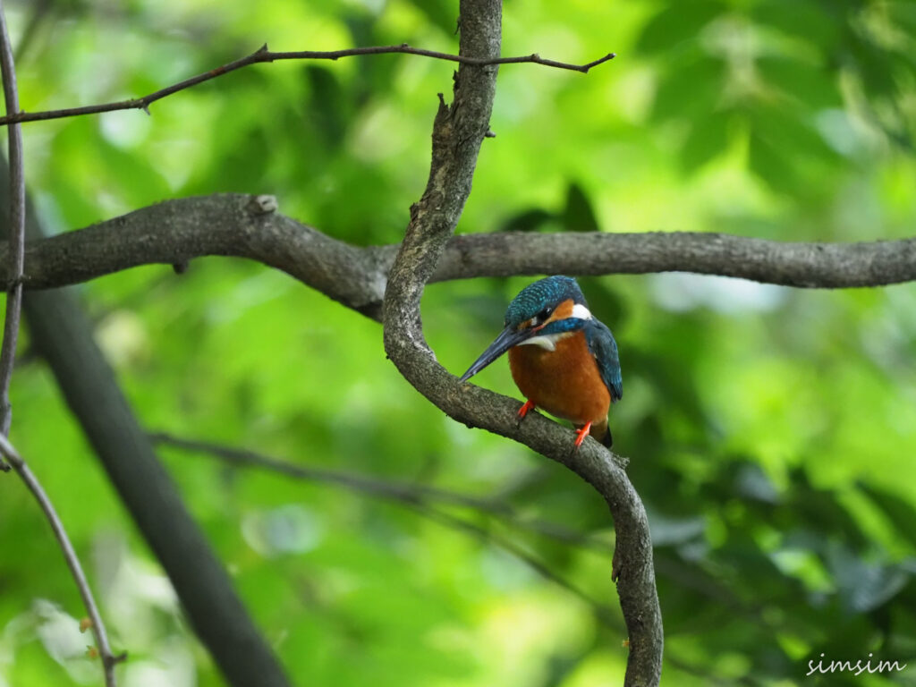 善福寺公園カワセミ
