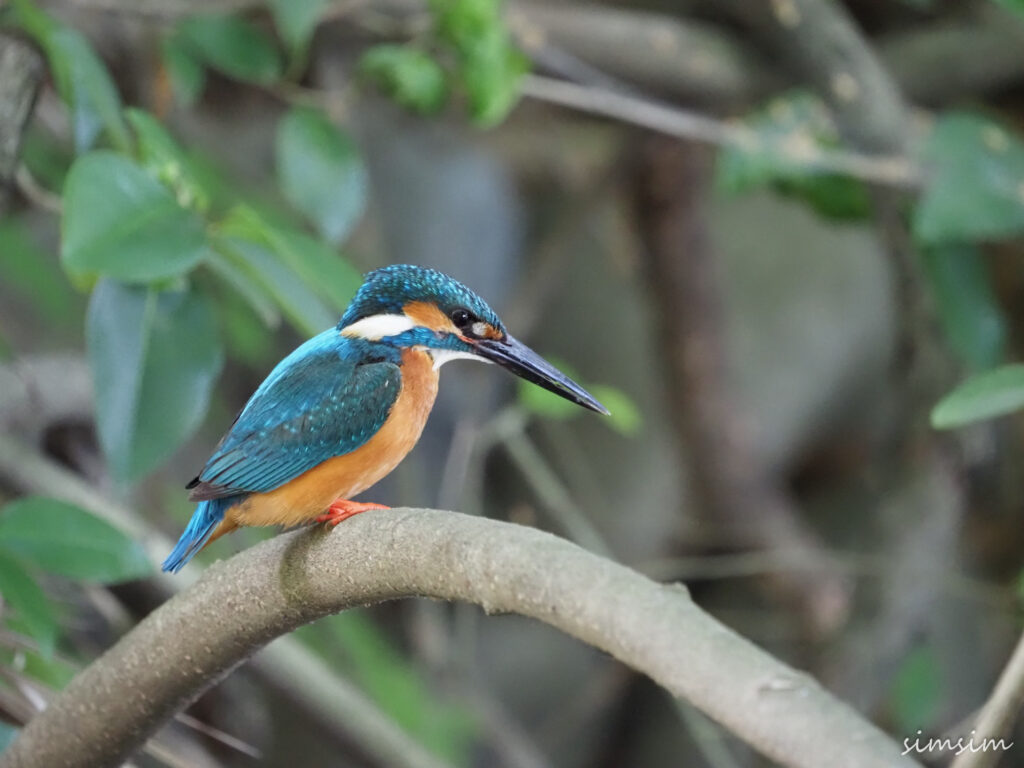 善福寺公園カワセミ