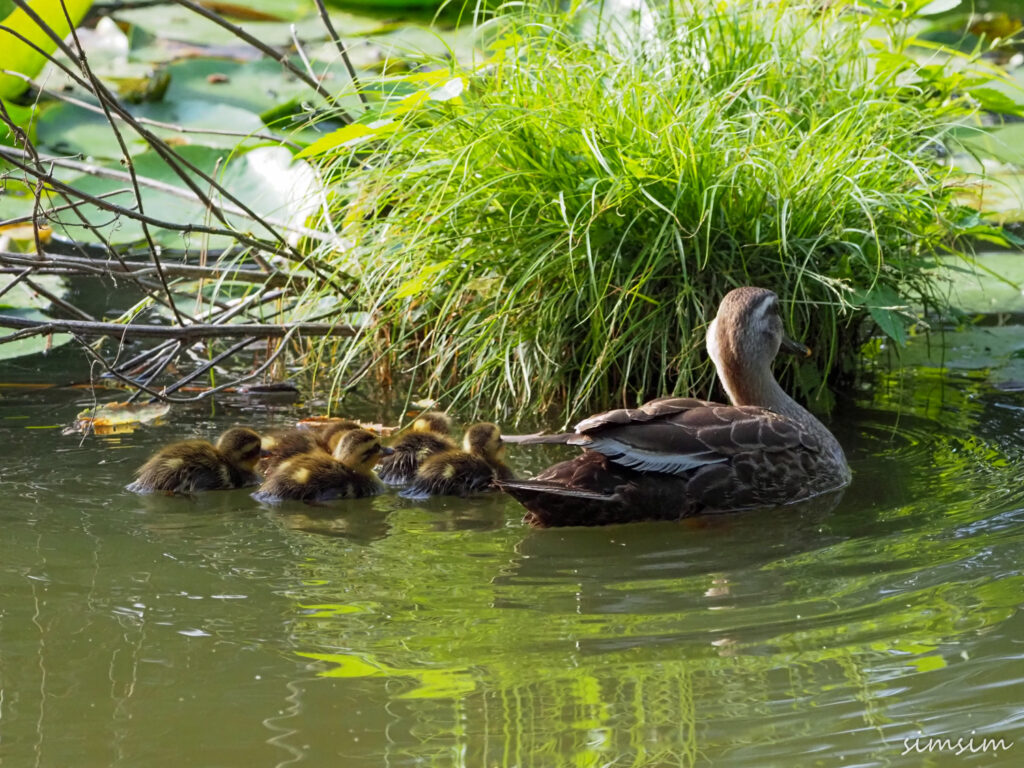 善福寺公園カルガモ