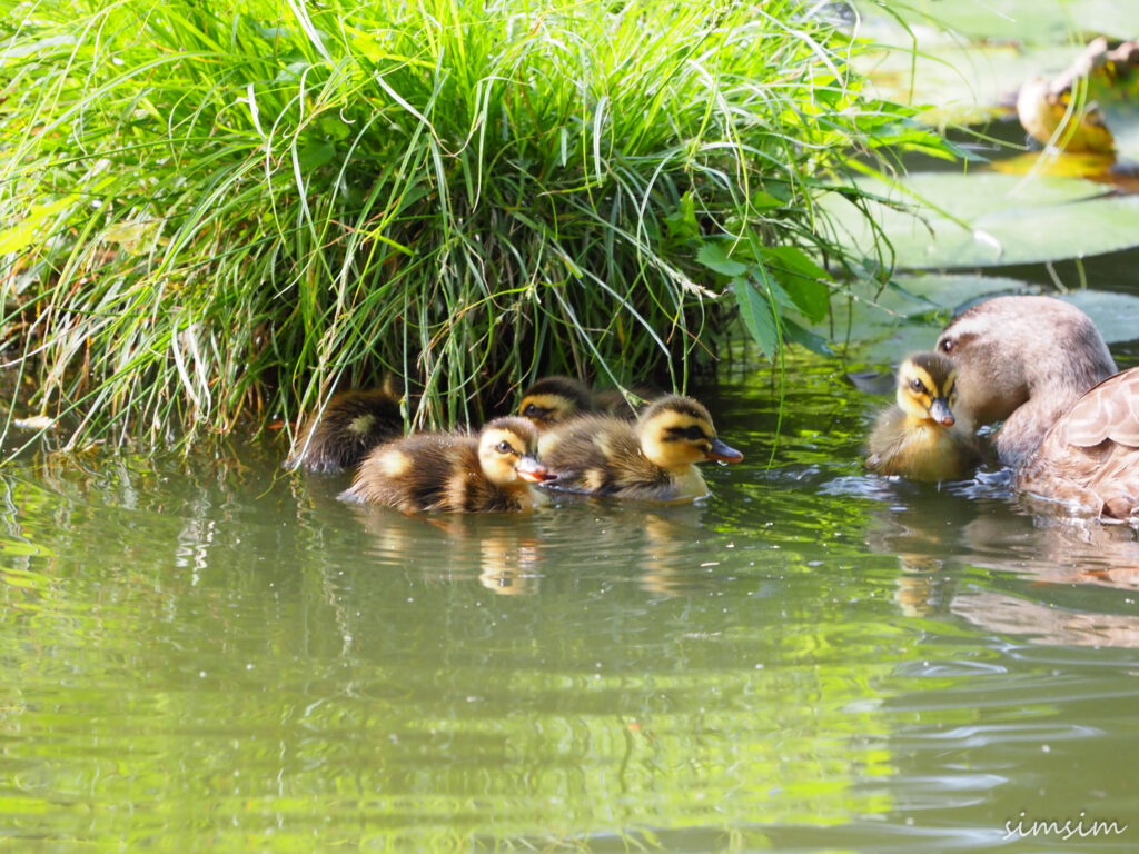 善福寺公園カルガモ