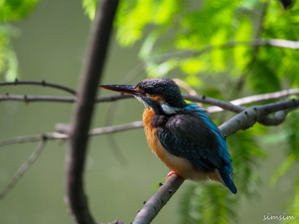 善福寺公園カワセミ
