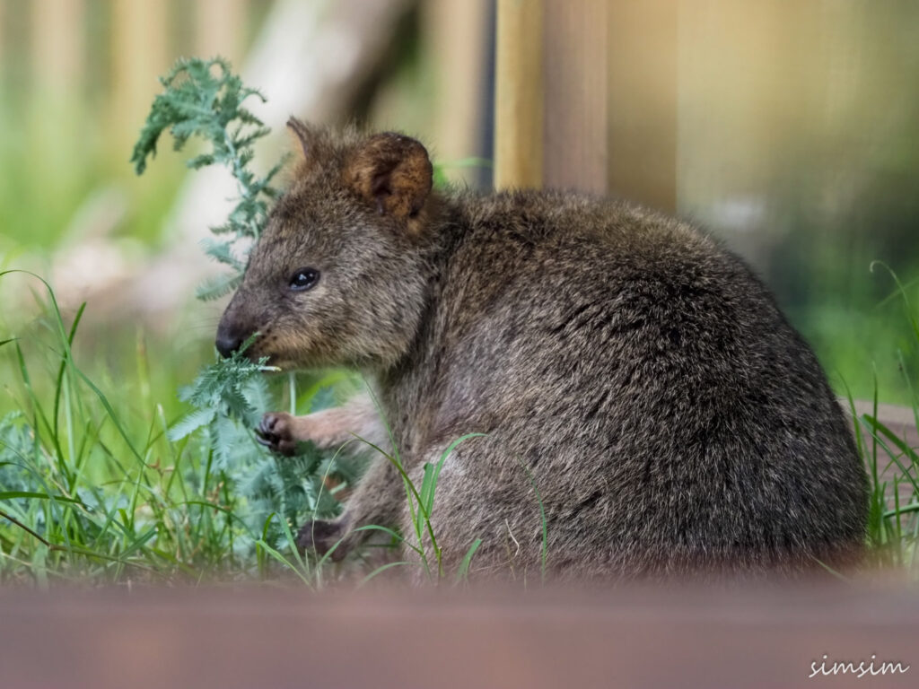 埼玉県こども動物自然公園