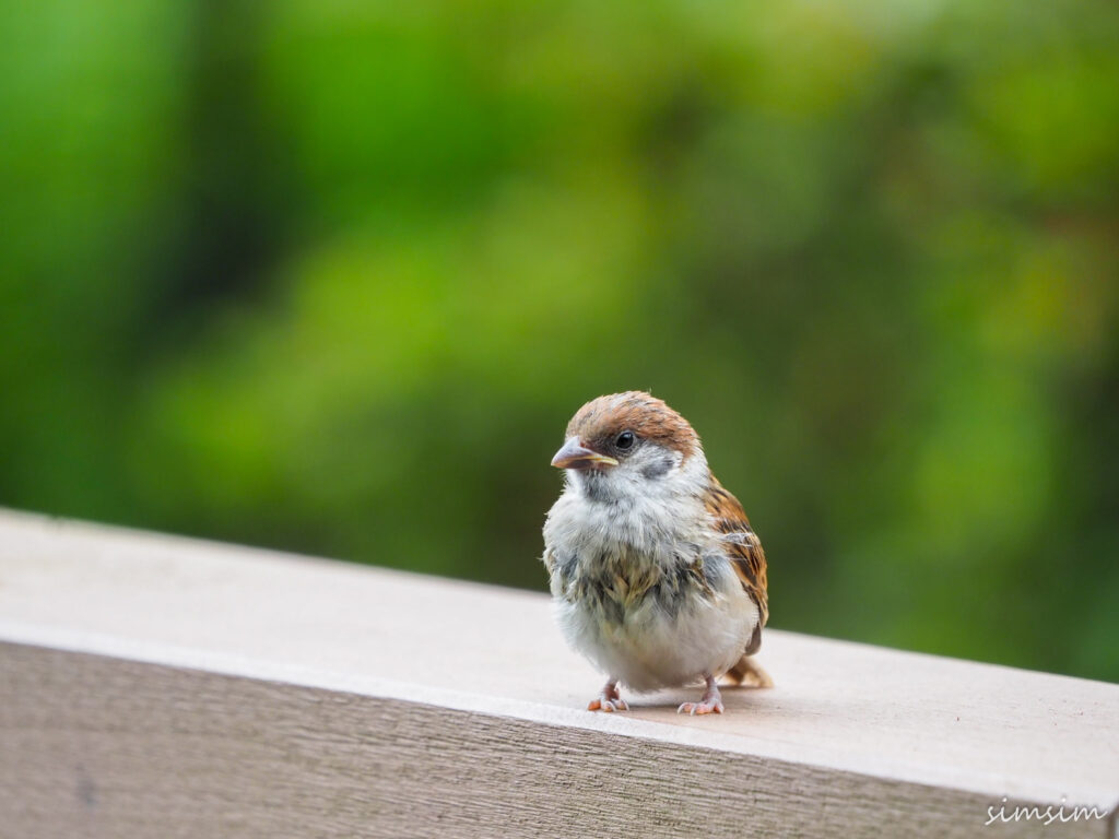 スズメ幼鳥
