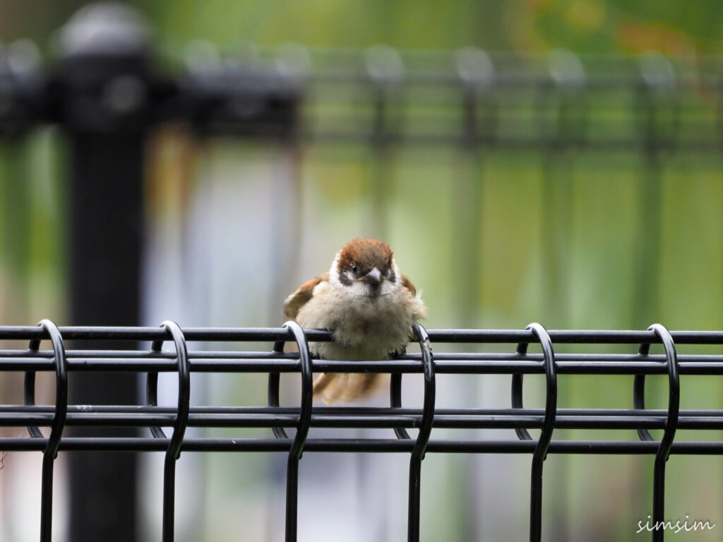 スズメ幼鳥
