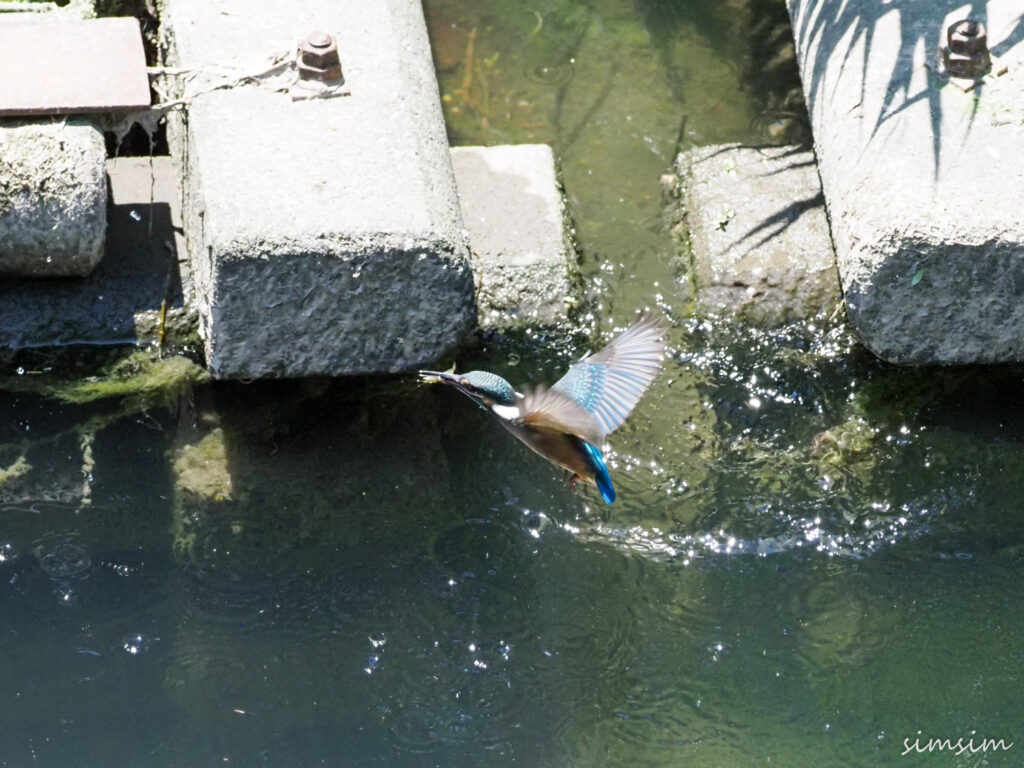 近所のカワセミ