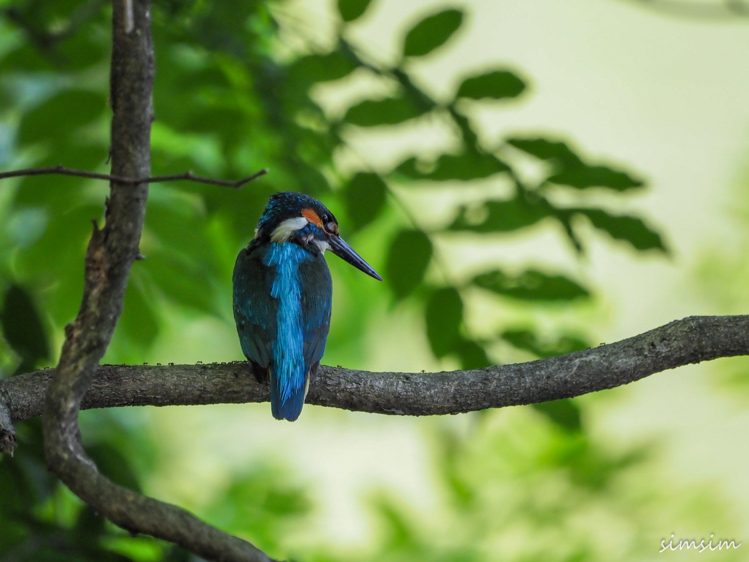 善福寺公園カワセミ