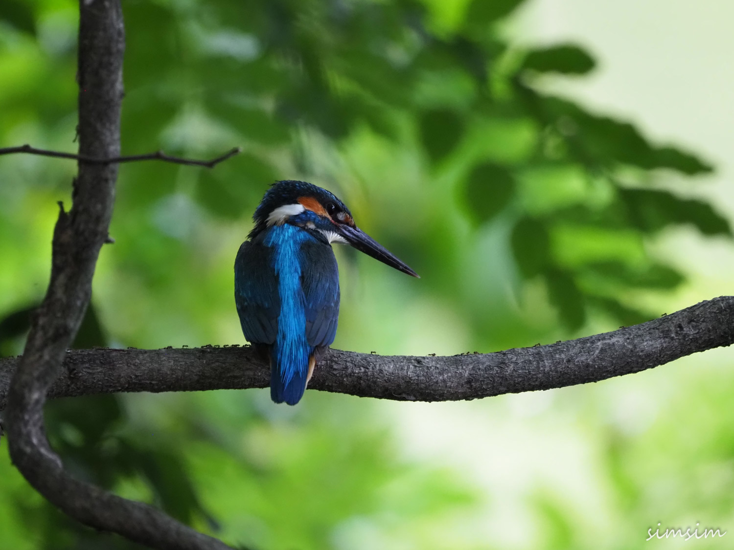 善福寺公園カワセミ