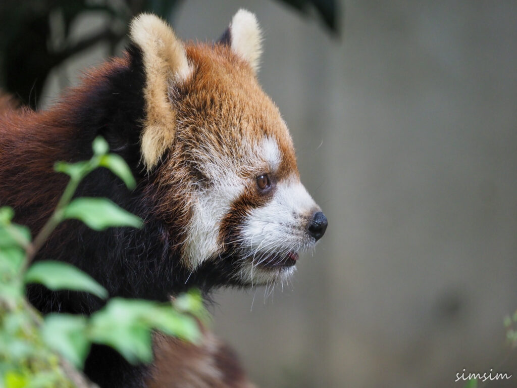 埼玉県こども動物自然公園