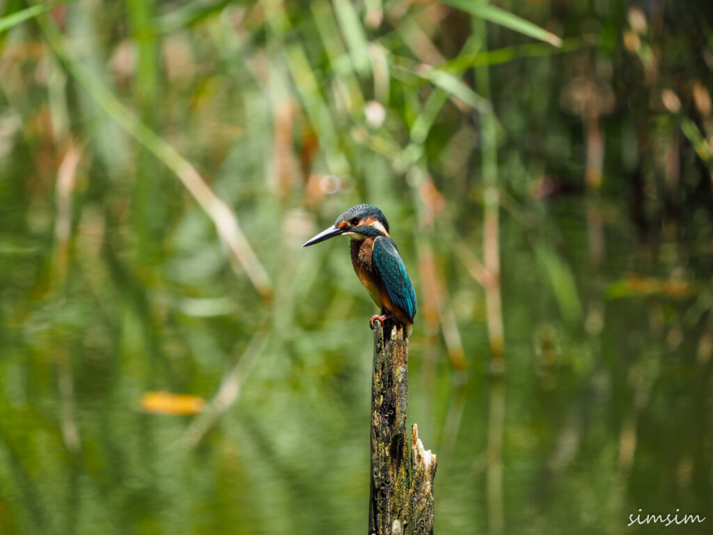 石神井公園カワセミ