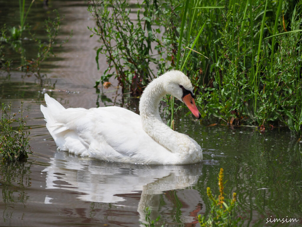手賀沼コブハクチョウ