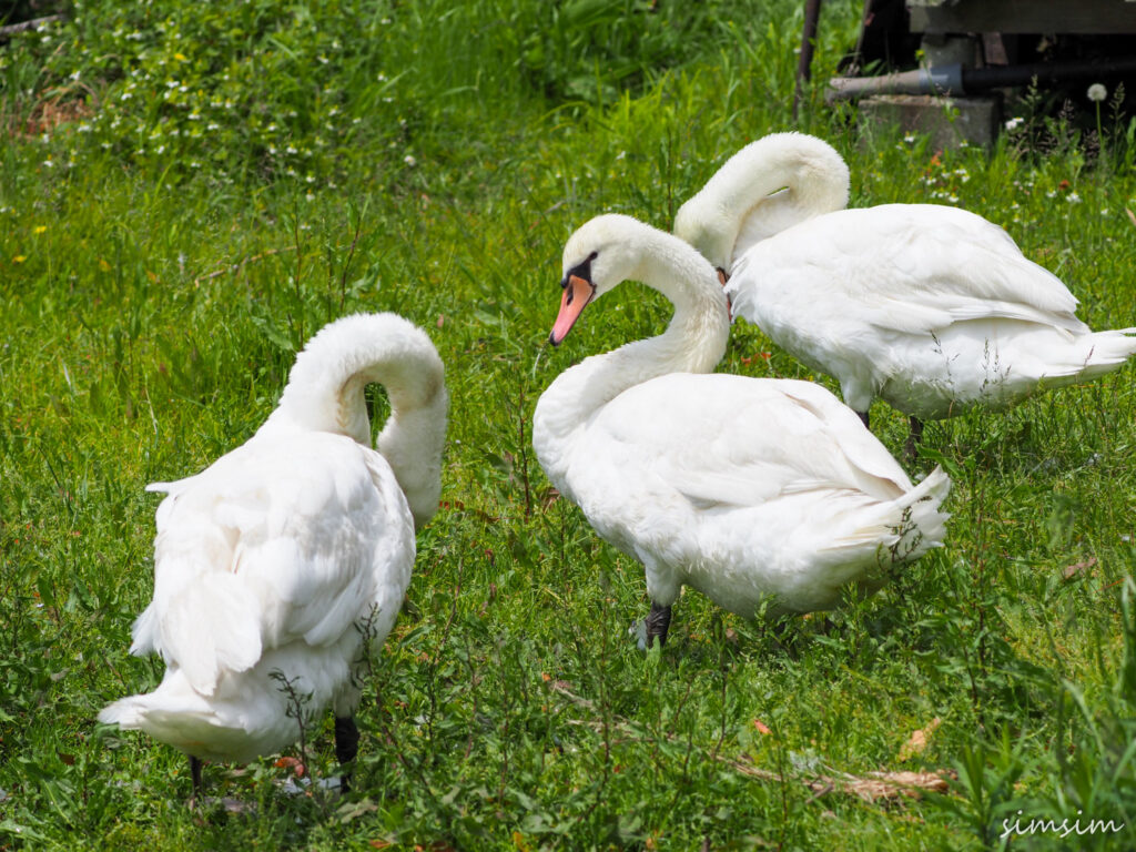 手賀沼コブハクチョウ