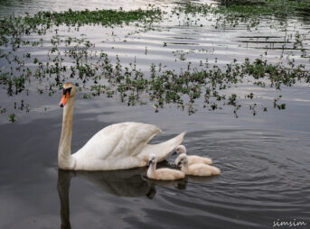 手賀沼コブハクチョウ