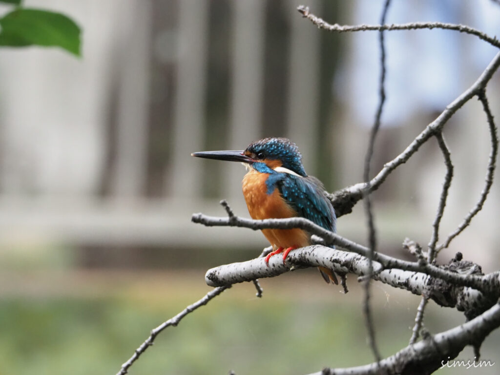 オリンパス75-300mm