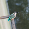 近所のカワセミ