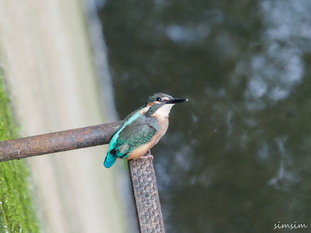 近所のカワセミ