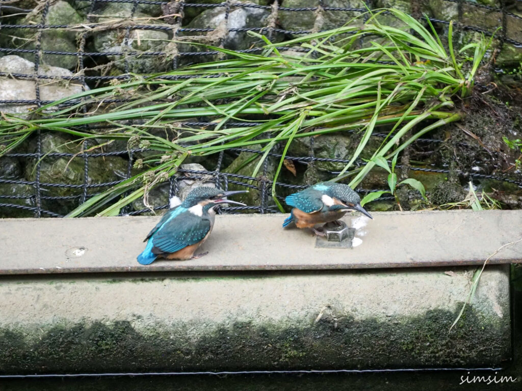 近所のカワセミ