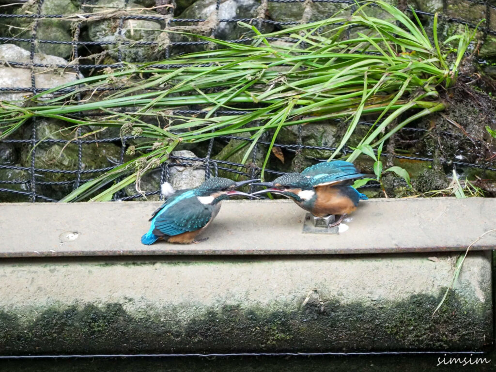 近所のカワセミ
