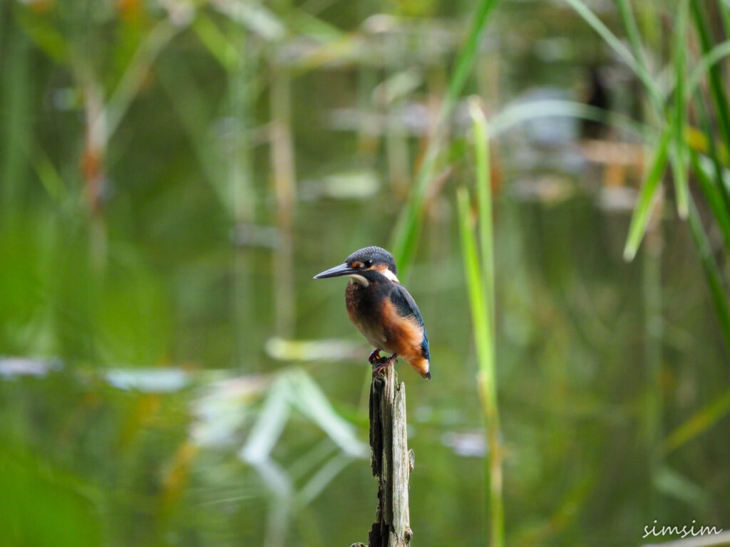 石神井公園カワセミ