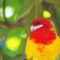 キャンベルタウン野鳥の森
