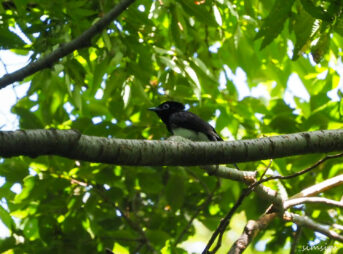 サンコウチョウ