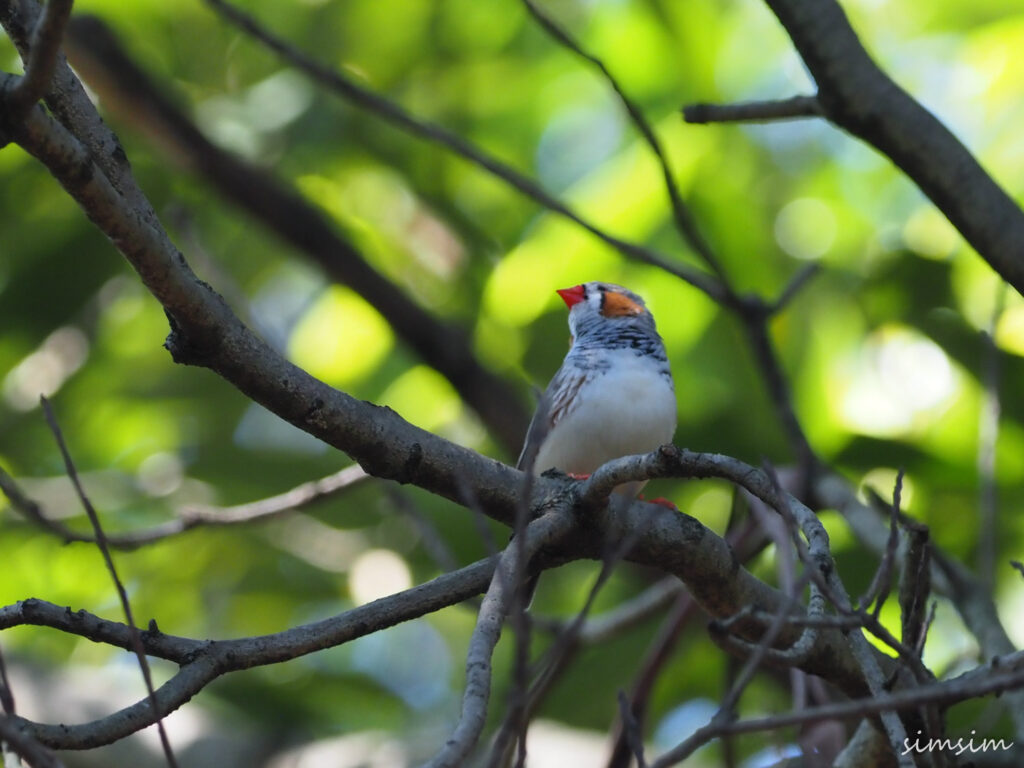 キャンベルタウン野鳥の森