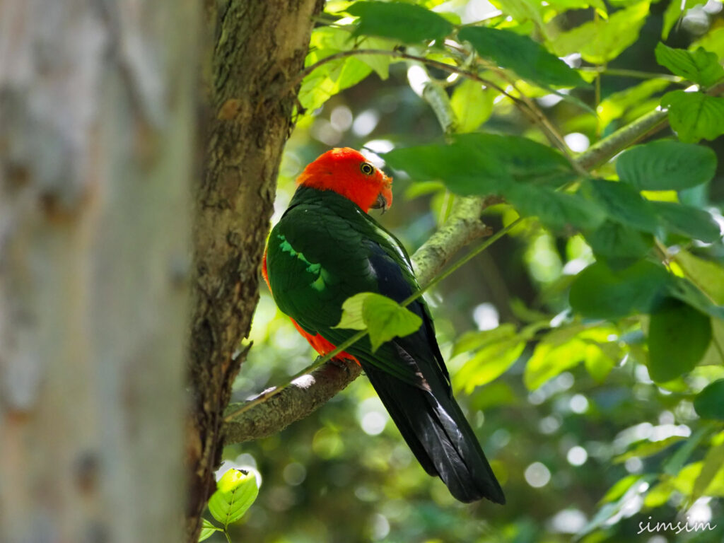 キャンベルタウン野鳥の森