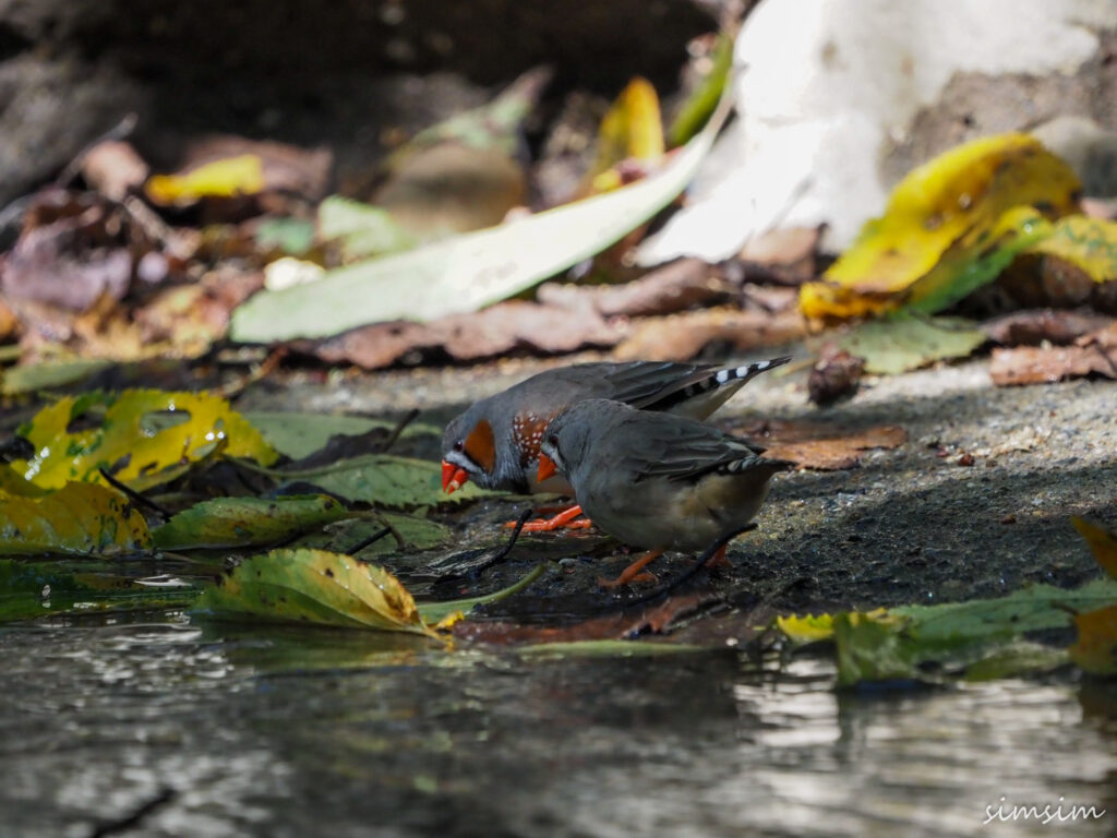 キャンベルタウン野鳥の森