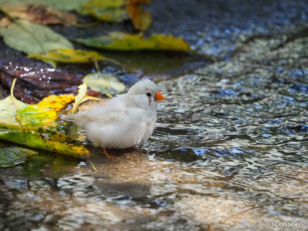 キャンベルタウン野鳥の森