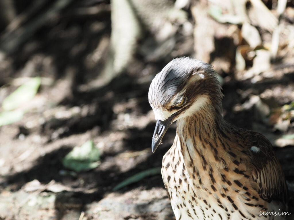 キャンベルタウン野鳥の森