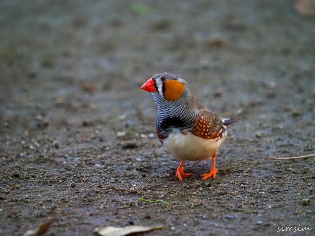 キャンベルタウン野鳥の森
