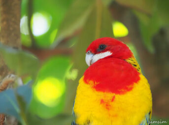 キャンベルタウン野鳥の森